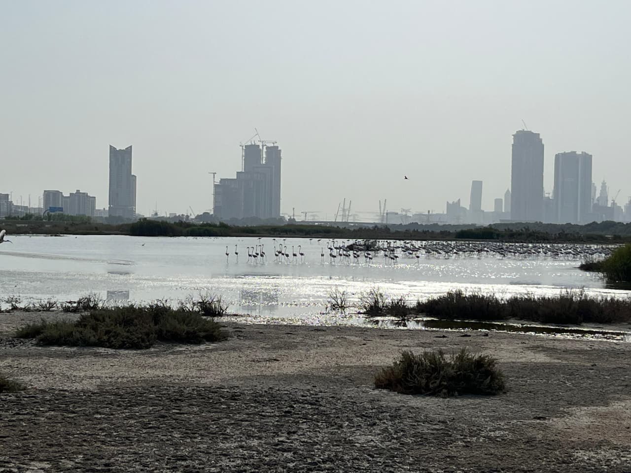 Flamingos in the Ras Al Khor wetland with the city skyline beyond